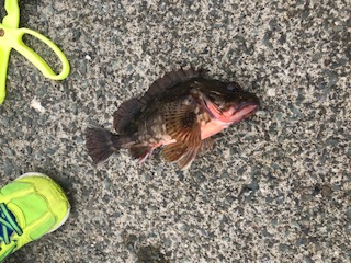 福井で夏のケンサキイカエギングと五目釣り